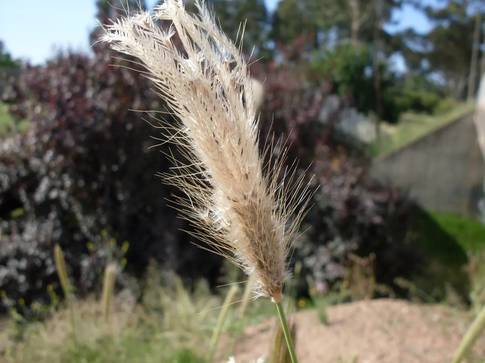Feathertop Grass (Pennisetum Villosum) — feather-like flower plumes that gracefully sway in the breeze; this perennial grass typically reaches heights of about