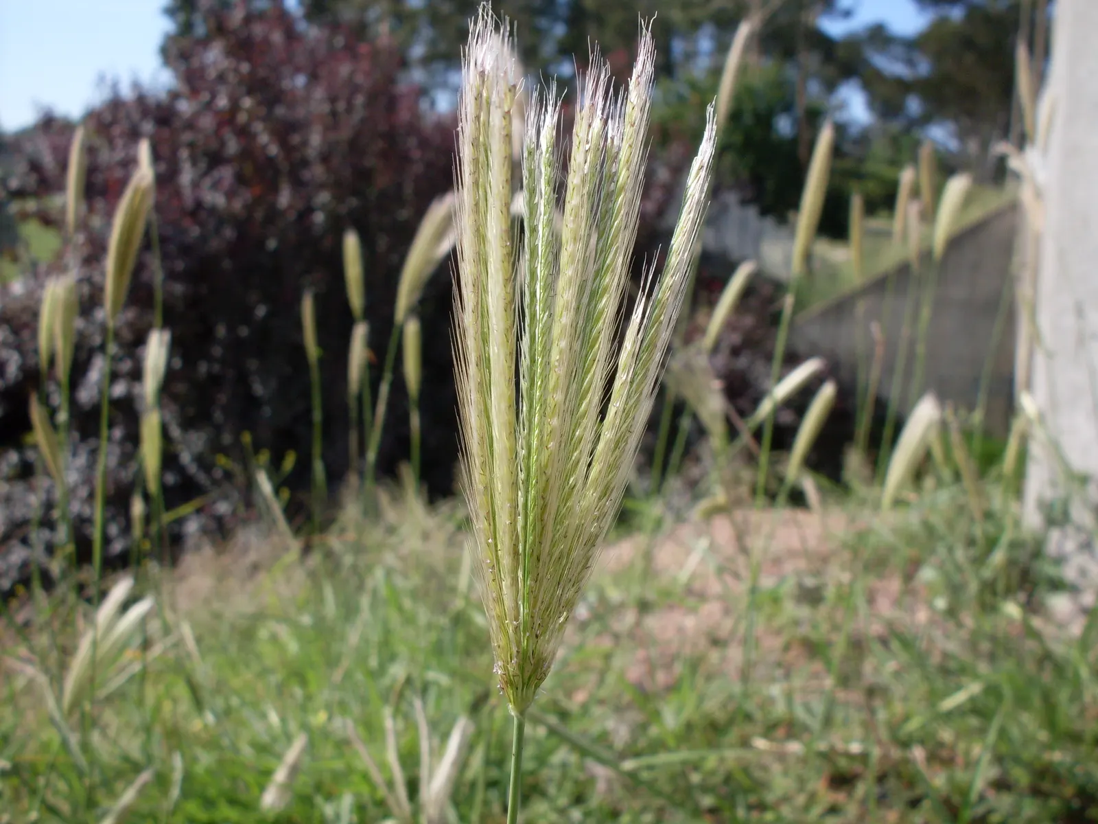 Feathertop Grass (Pennisetum Villosum) — This sun-loving grass thrives in USDA zones 9-11 and tolerates moderate drought once established