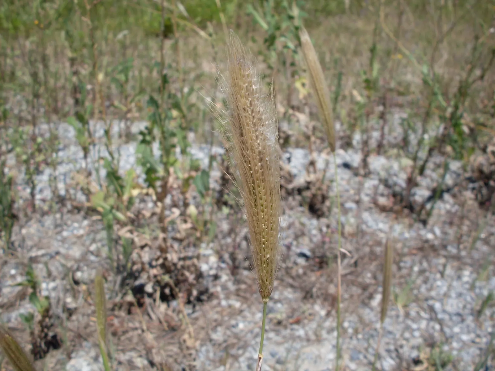 Feathertop Grass (Pennisetum Villosum) — Its flowering season extends from mid-summer through fall; it contrasts well with bold-leaved plants and requires