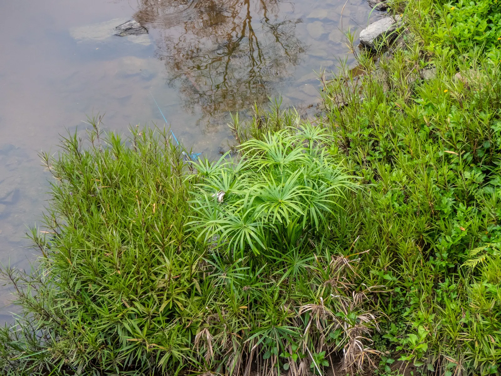 Umbrella Plant, Umbrella Flatsedge (Cyperus Alternifolius) — This low-maintenance plant thrives in full sun to partial shade and prefers, image 63
