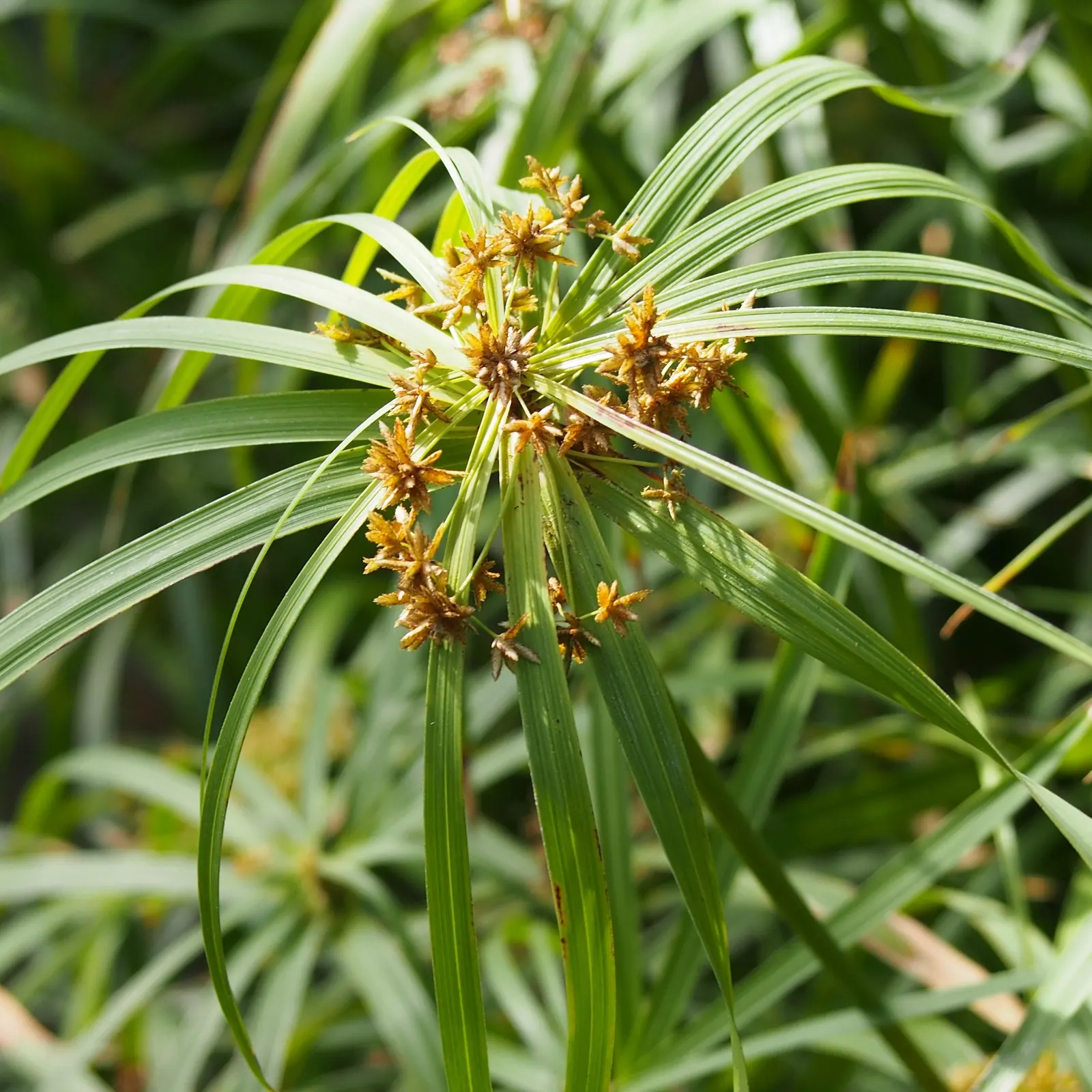 Umbrella Plant, Umbrella Flatsedge (Cyperus Alternifolius) — creating the plant's umbrella-like appearance.<br><br>Native to Madagascar; it's a, image 134