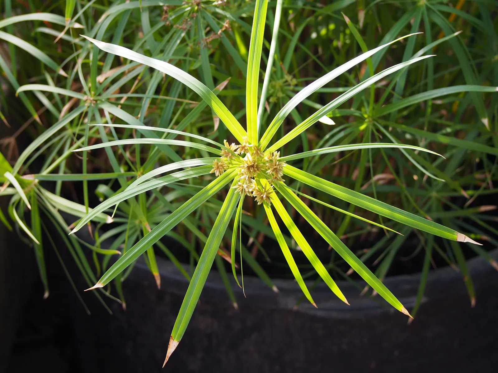 Umbrella Plant, Umbrella Flatsedge (Cyperus Alternifolius) — erect stems of the Umbrella Plant are topped with a cluster of linear leaves; it's, image 132