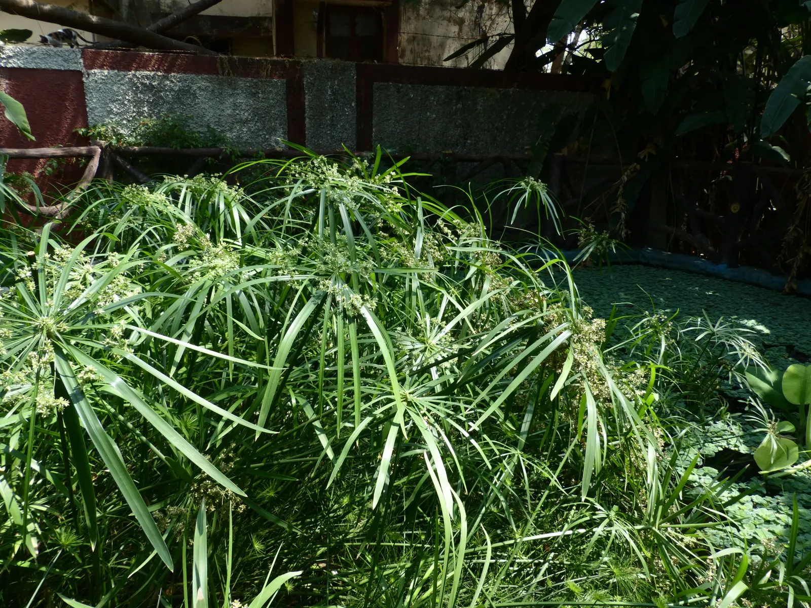 Umbrella Plant, Umbrella Flatsedge (Cyperus Alternifolius) — Cyperus alternifolius thrives in warmer climates; erect stems of the Umbrella Plant, image 135