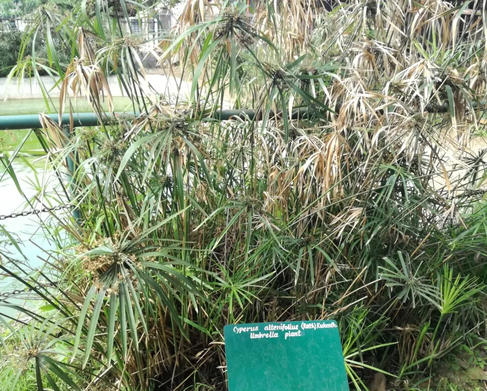 Umbrella Plant, Umbrella Flatsedge (Cyperus Alternifolius) — also known as the Umbrella Papyrus or by its scientific name Cyperus alternifolius, image 126
