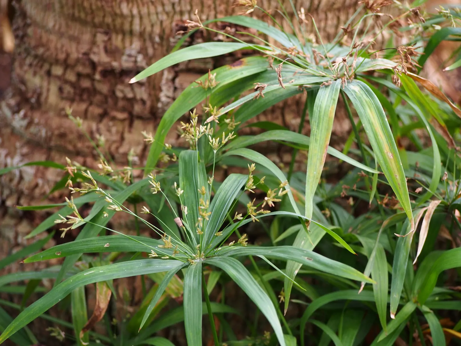 Umbrella Plant, Umbrella Flatsedge (Cyperus Alternifolius) — makes it an ideal choice for anyone seeking a tropical flair in their landscape