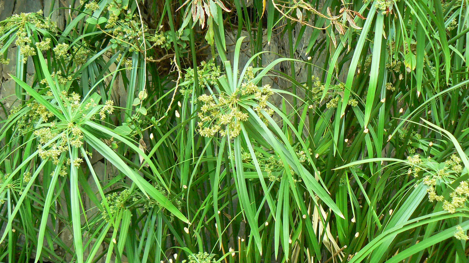 Umbrella Plant, Umbrella Flatsedge (Cyperus Alternifolius) — so thoughtful placement and potential containment measures should be considered; also known as the