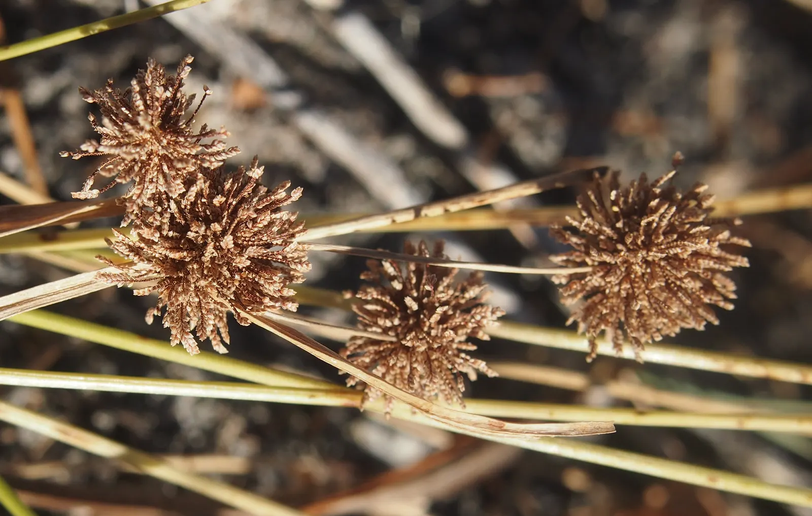 Umbrella Plant, Umbrella Flatsedge (Cyperus Alternifolius) — this charismatic plant can reach a height of 2 to 4 feet; is a tropical plant renowned for its