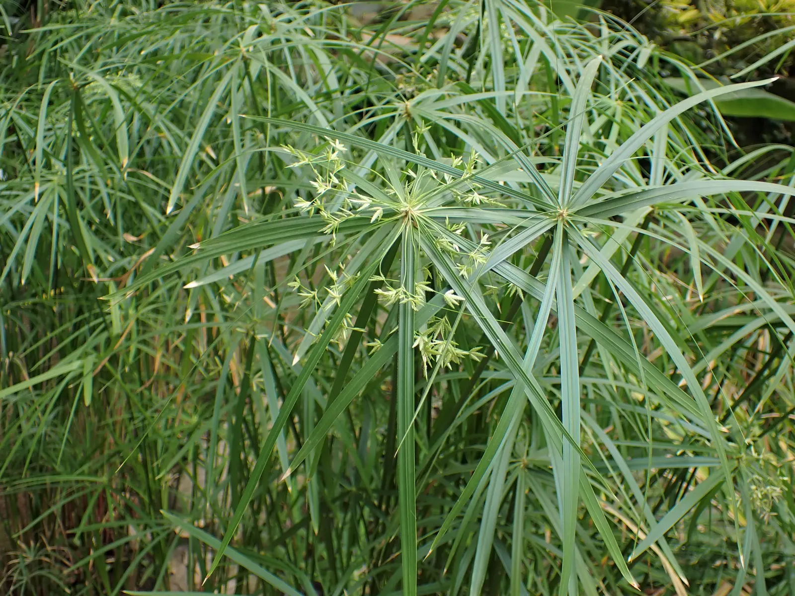 Umbrella Plant, Umbrella Flatsedge (Cyperus Alternifolius) — Its low-maintenance nature