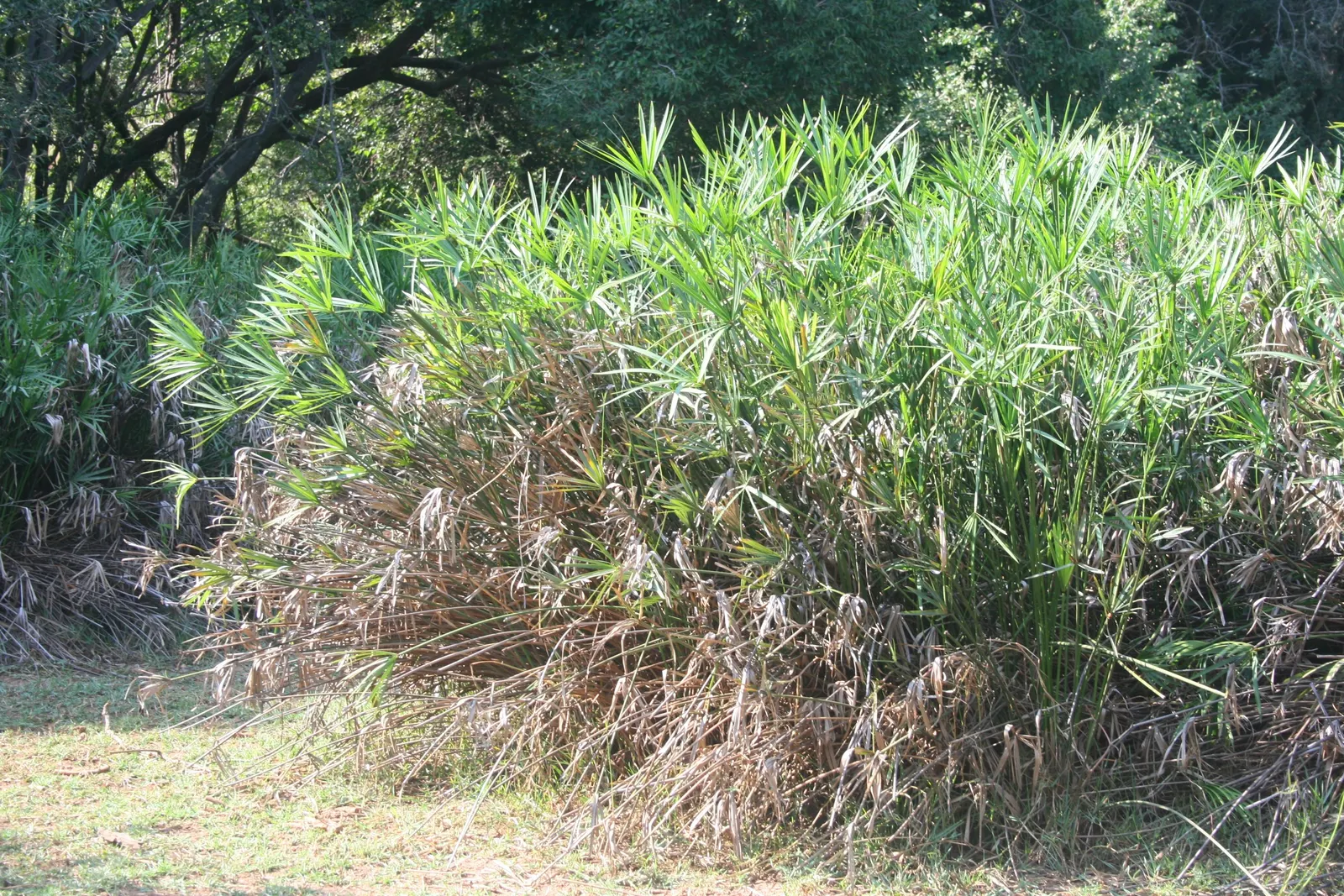 Umbrella Plant, Umbrella Flatsedge (Cyperus Alternifolius) — with its graceful leaves spreading up to 3 feet across; creating the plant's, image 131