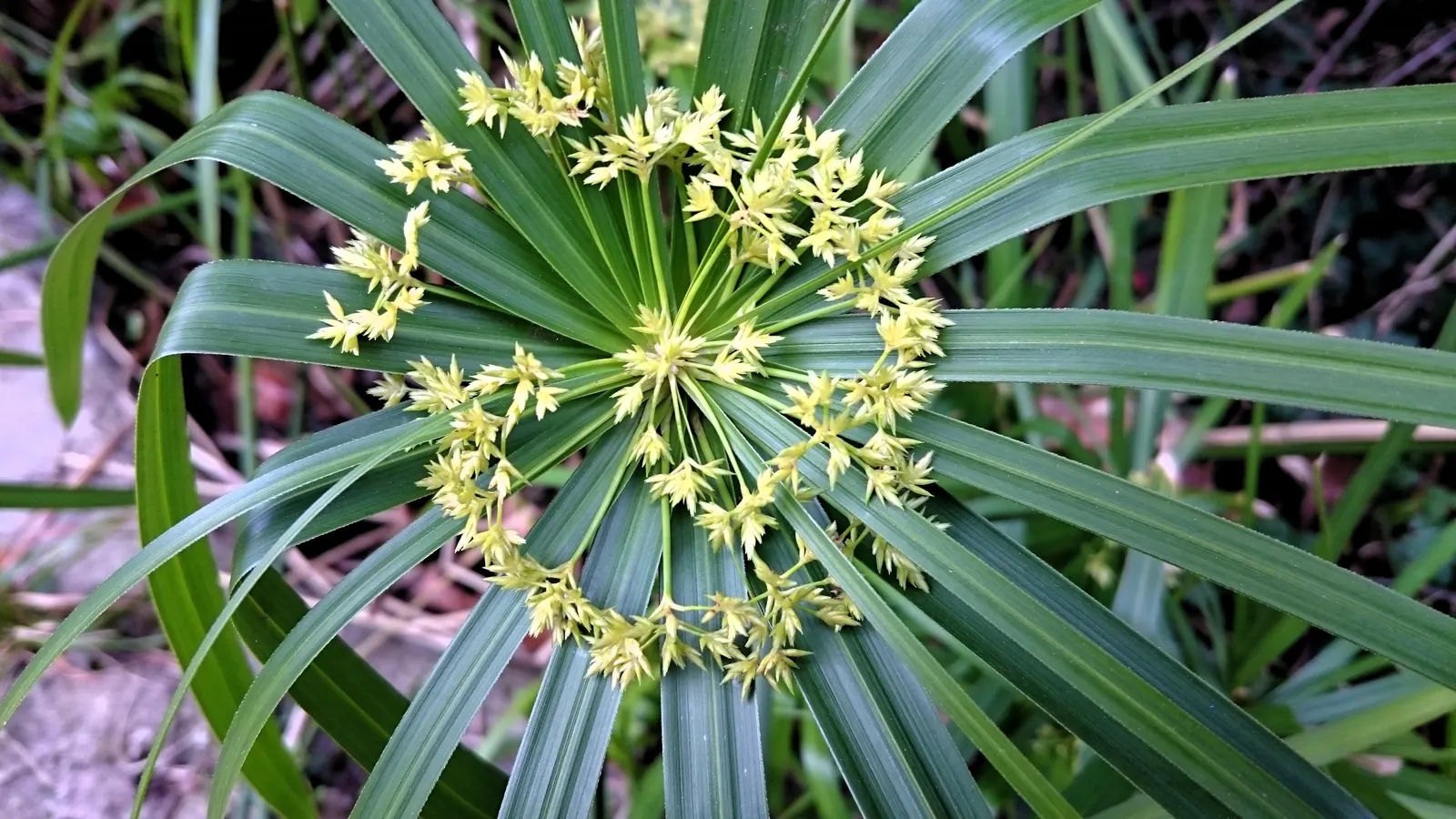 Umbrella Plant, Umbrella Flatsedge (Cyperus Alternifolius) — It is an evergreen perennial that adds a lush; its low-maintenance nature, image 128