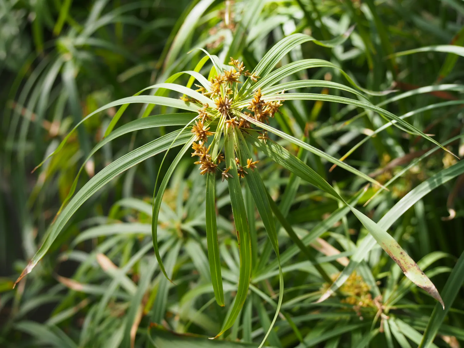 Umbrella Plant, Umbrella Flatsedge (Cyperus Alternifolius) — which are bright green and arranged in a single plane; green flowers in the garden, image 133