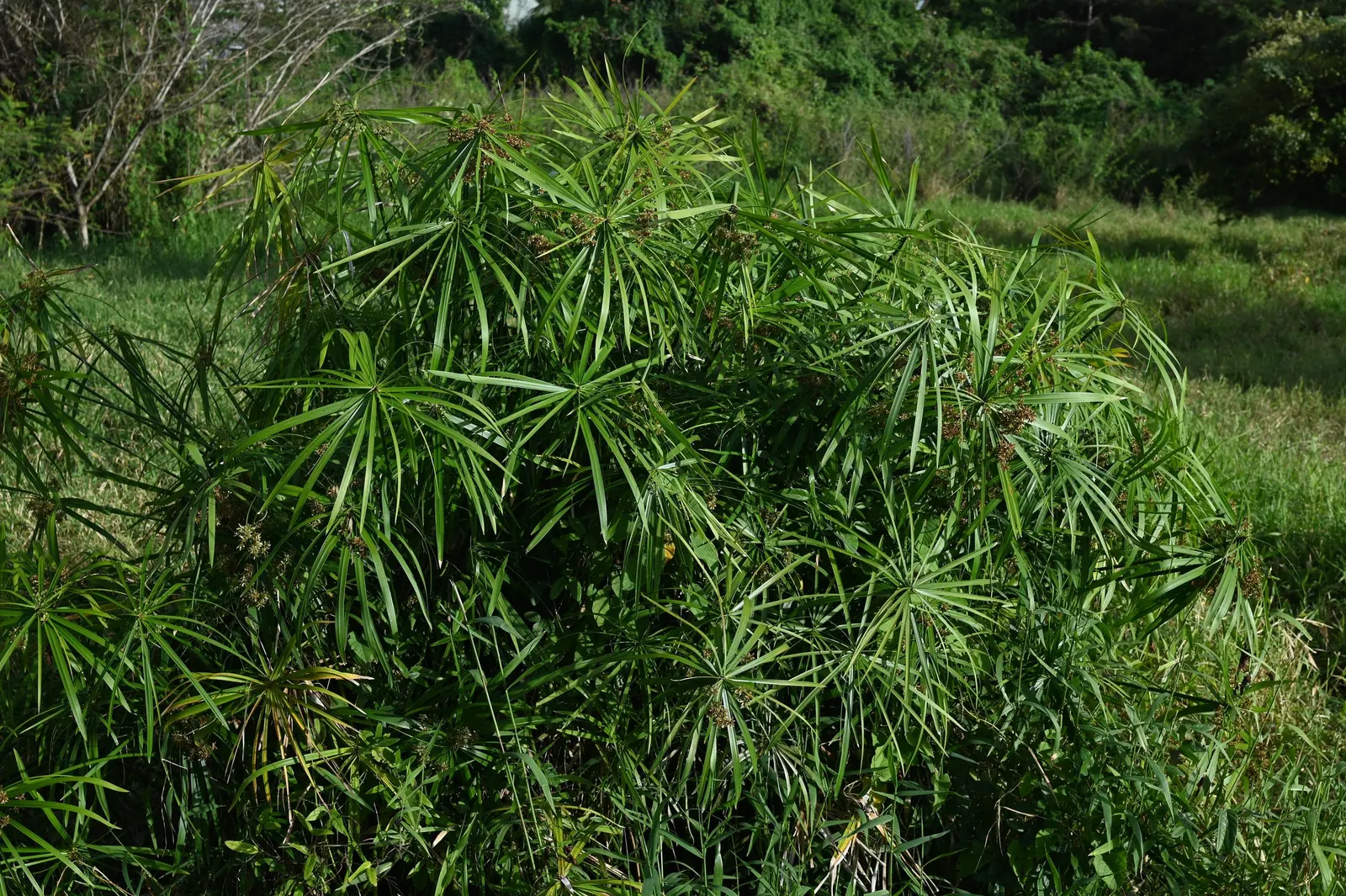 Umbrella Plant, Umbrella Flatsedge (Cyperus Alternifolius) — with its graceful leaves spreading up to 3 feet across; creating the plant's umbrella-like