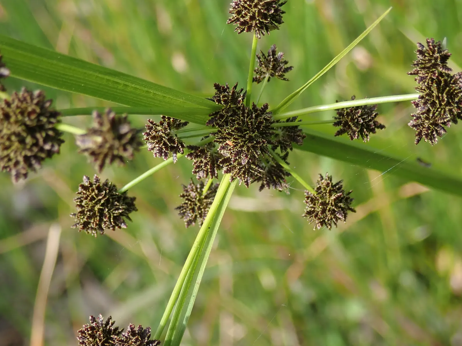 Umbrella Plant, Umbrella Flatsedge (Cyperus Alternifolius) — can be utilized as an accent or centerpiece due to its unique form.<br><br>For the client's