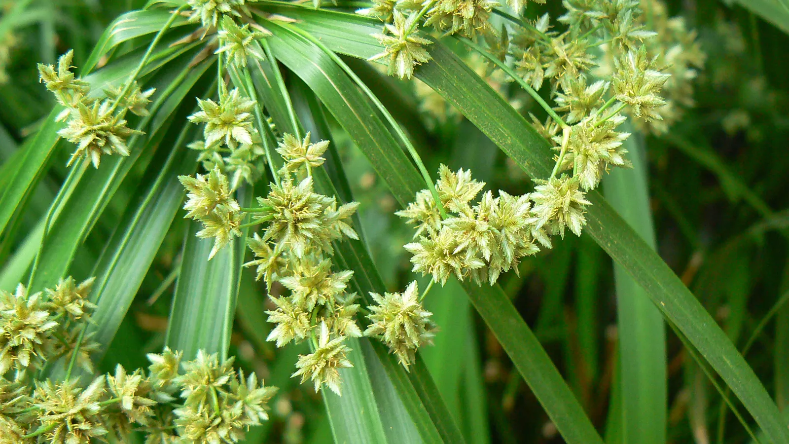 Umbrella Plant, Umbrella Flatsedge (Cyperus Alternifolius) — It is an evergreen perennial that adds a lush; its low-maintenance nature, image 68