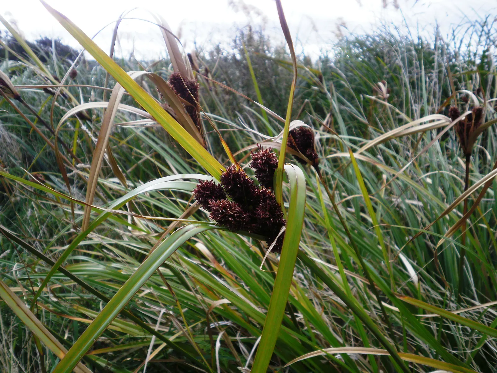 Umbrella Plant, Umbrella Flatsedge (Cyperus Alternifolius) — exotic touch to any landscape design.<br><br>Typically; perennial for deep shade or, image 69
