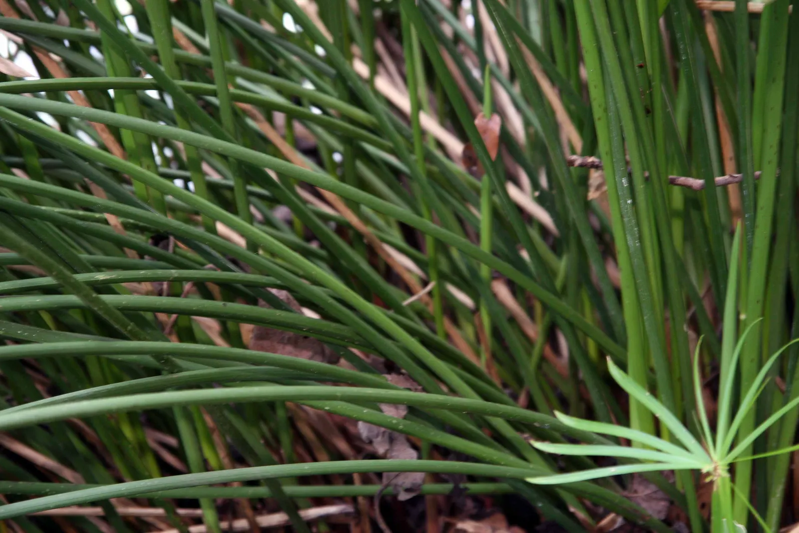 Umbrella Plant, Umbrella Flatsedge (Cyperus Alternifolius) — This low-maintenance plant thrives in full sun to partial shade and prefers consistently moist