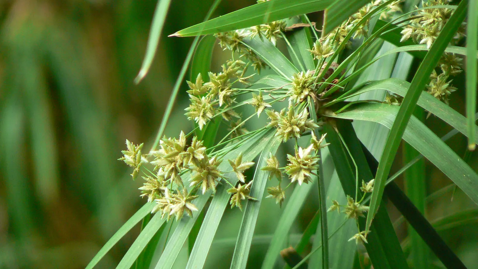 Umbrella Plant, Umbrella Flatsedge (Cyperus Alternifolius) — Its low-maintenance nature; it is an evergreen perennial that adds a lush