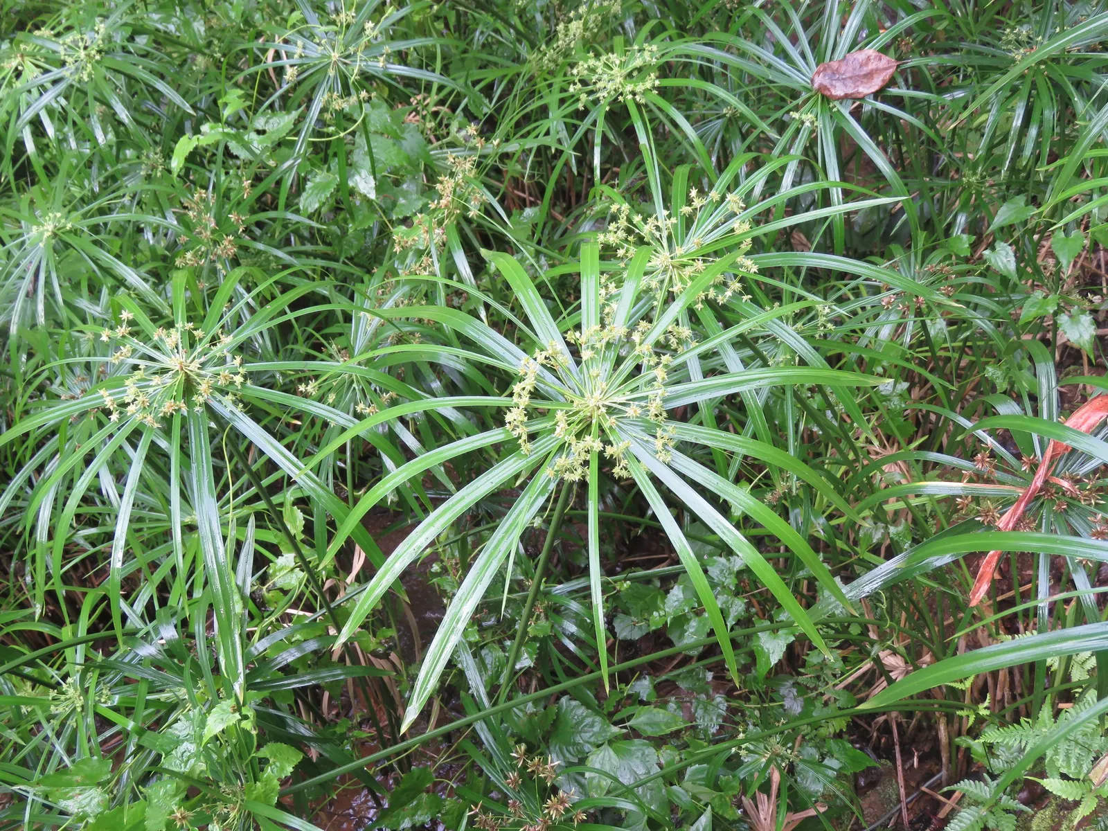 Umbrella Plant, Umbrella Flatsedge (Cyperus Alternifolius) — It is an evergreen perennial that adds a lush; its low-maintenance nature