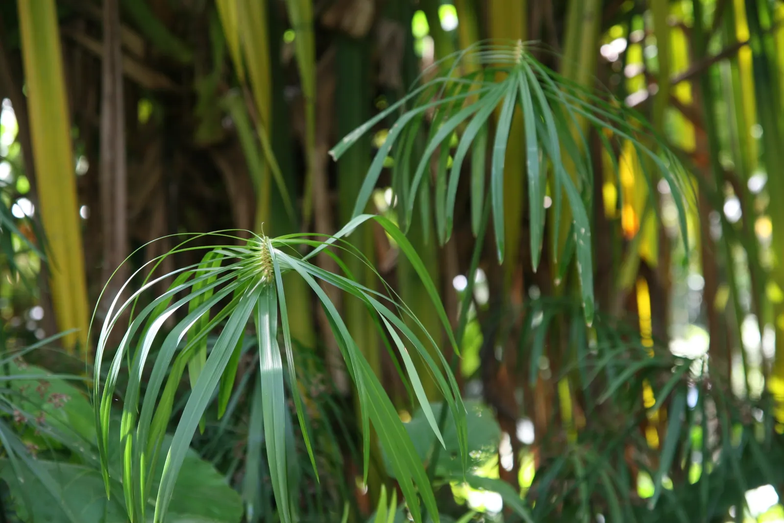 Umbrella Plant, Umbrella Flatsedge (Cyperus Alternifolius) — perennial for deep shade or full or half or shade