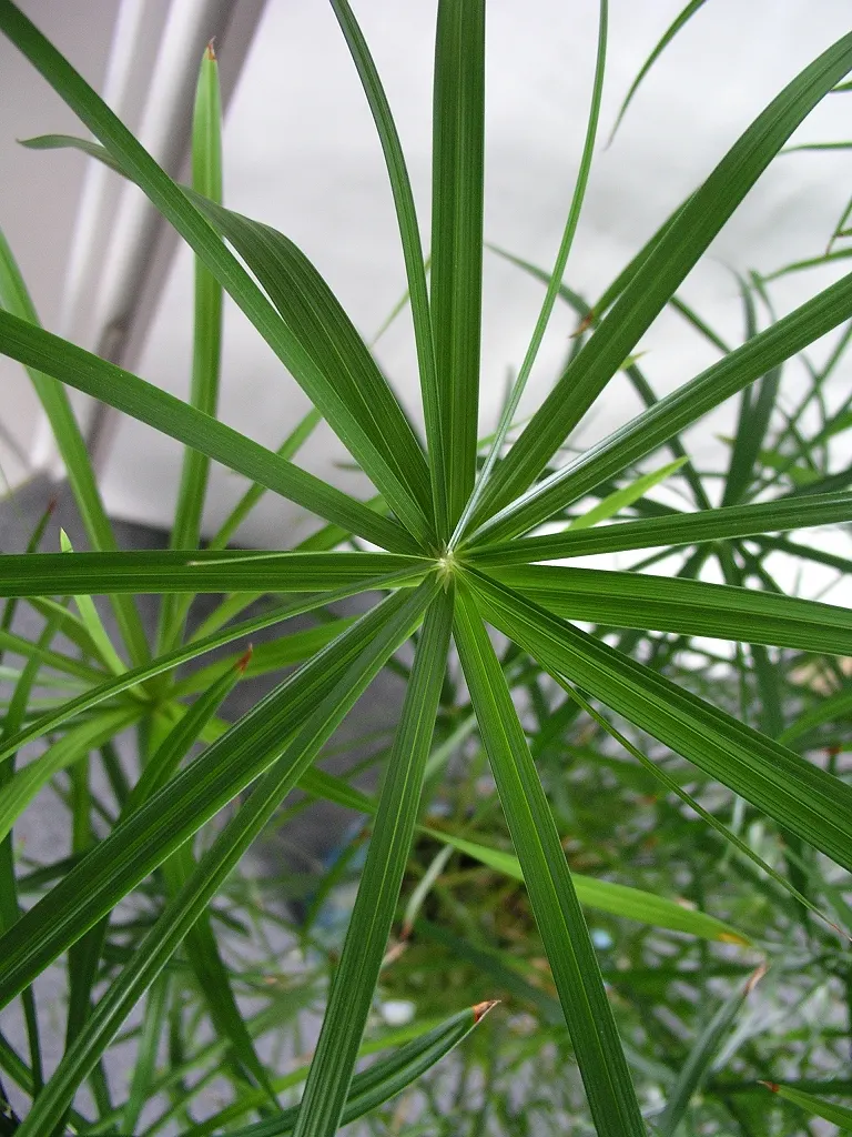 Umbrella Plant, Umbrella Flatsedge (Cyperus Alternifolius) — The Umbrella Plant is often planted near water features; this low-maintenance plant, image 138