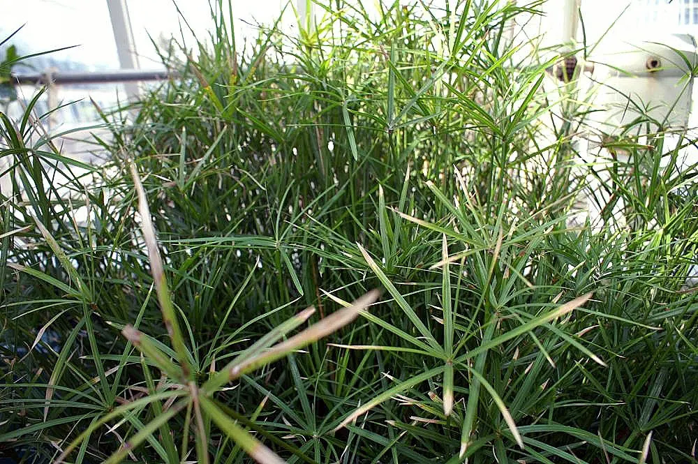 Umbrella Plant, Umbrella Flatsedge (Cyperus Alternifolius) — perennial with green blooms
