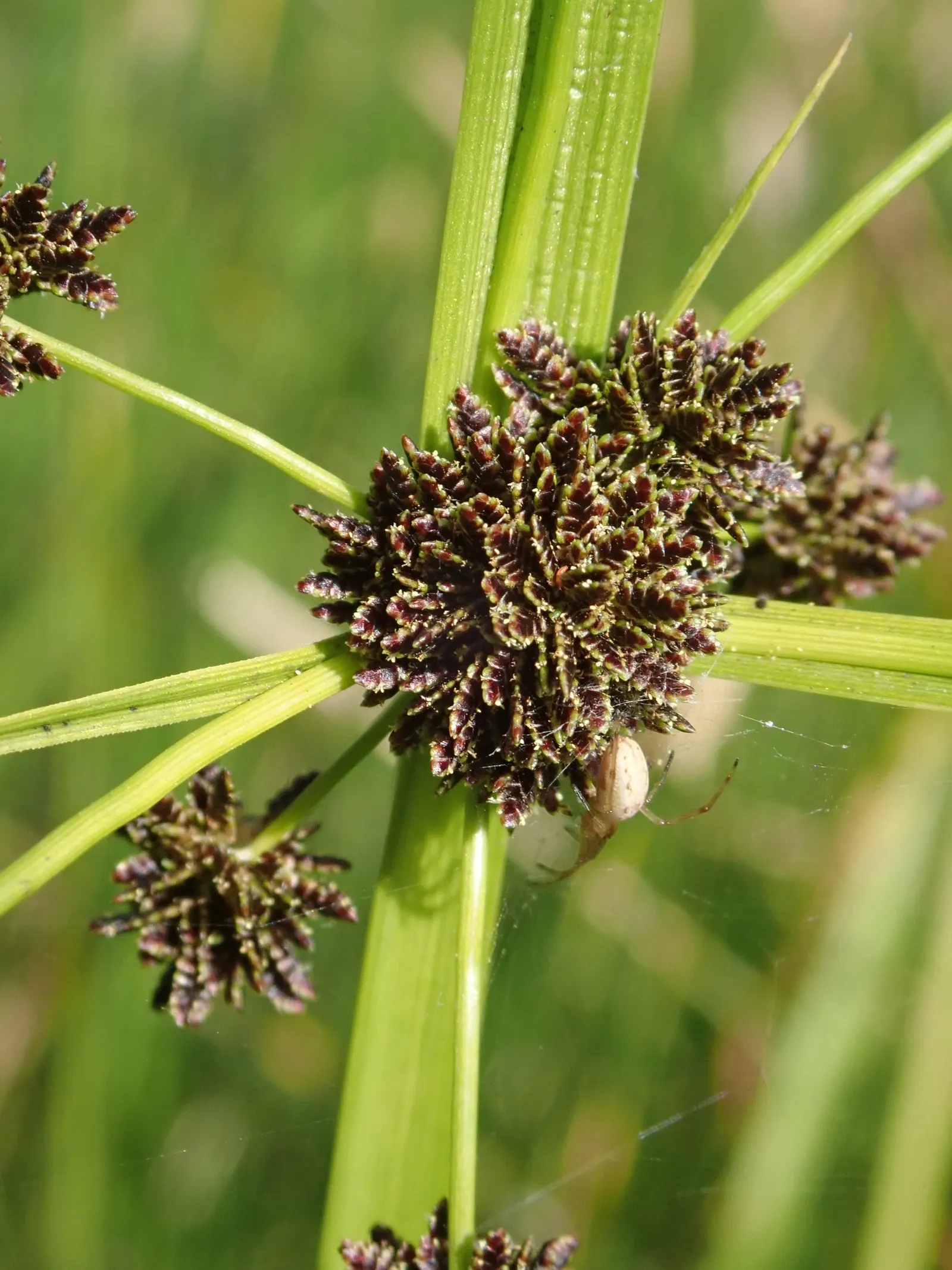 Umbrella Plant, Umbrella Flatsedge (Cyperus Alternifolius) — Cyperus alternifolius thrives in warmer climates; erect stems of the Umbrella Plant are topped