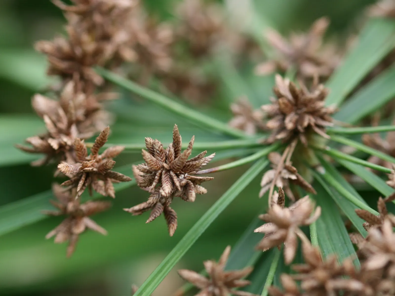 Umbrella Plant, Umbrella Flatsedge (Cyperus Alternifolius) — it's a showy choice for both decorative and practical design elements; it features, image 125