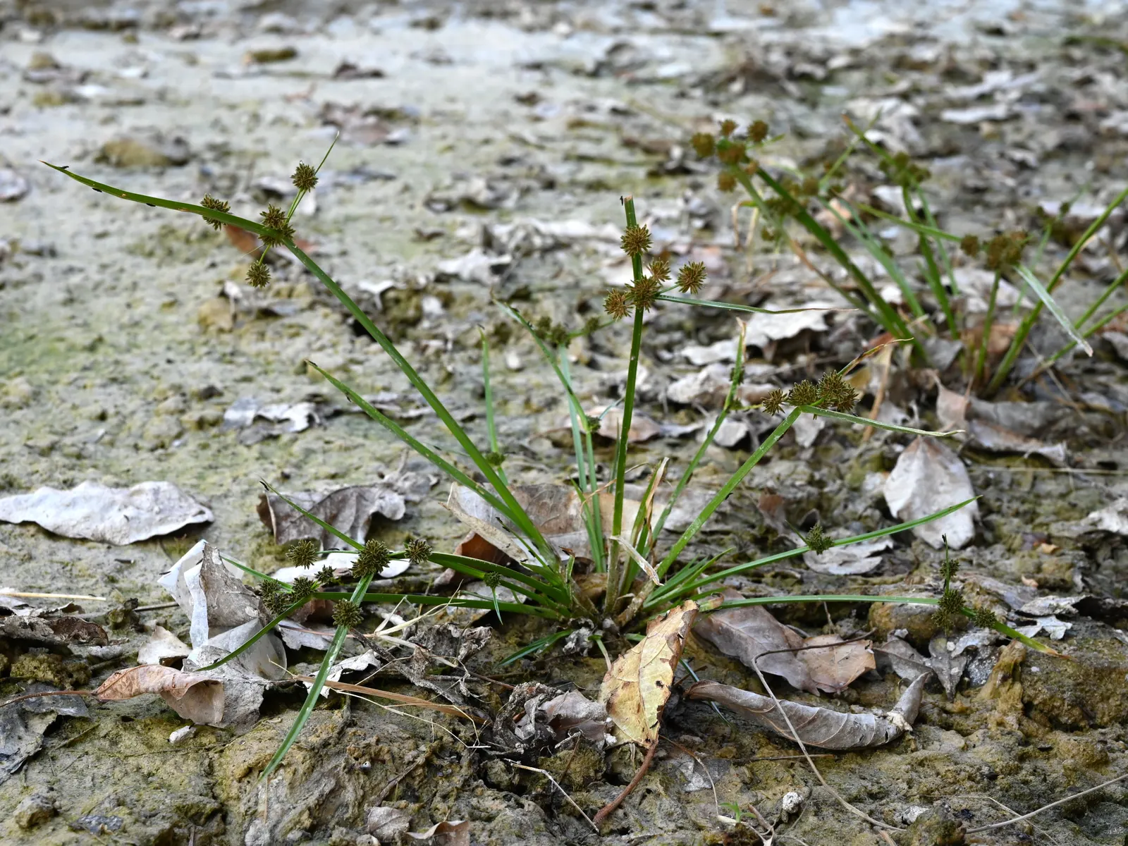 Umbrella Plant, Umbrella Flatsedge (Cyperus Alternifolius) — though it does best in soil that is rich and retains moisture; it can become invasive if not