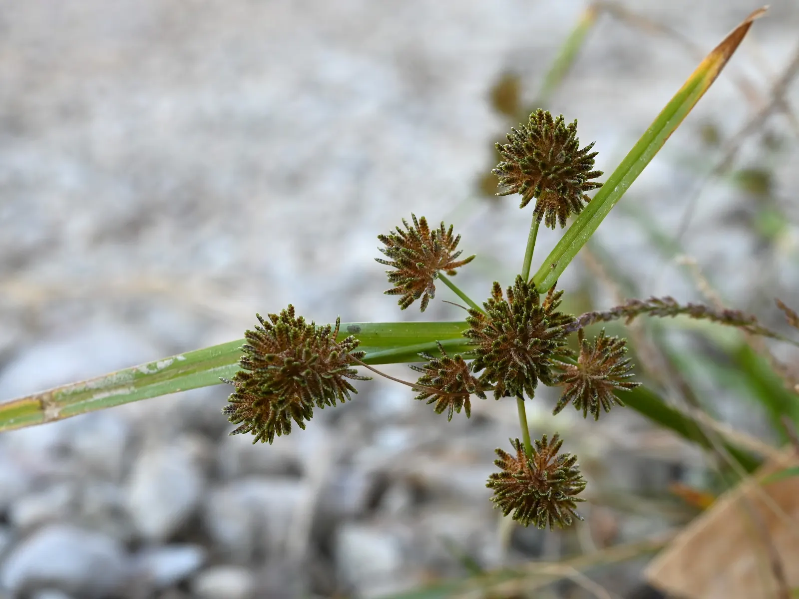 Umbrella Plant, Umbrella Flatsedge (Cyperus Alternifolius) — it's important to allocate space for this species; coupled with moderate watering requirements