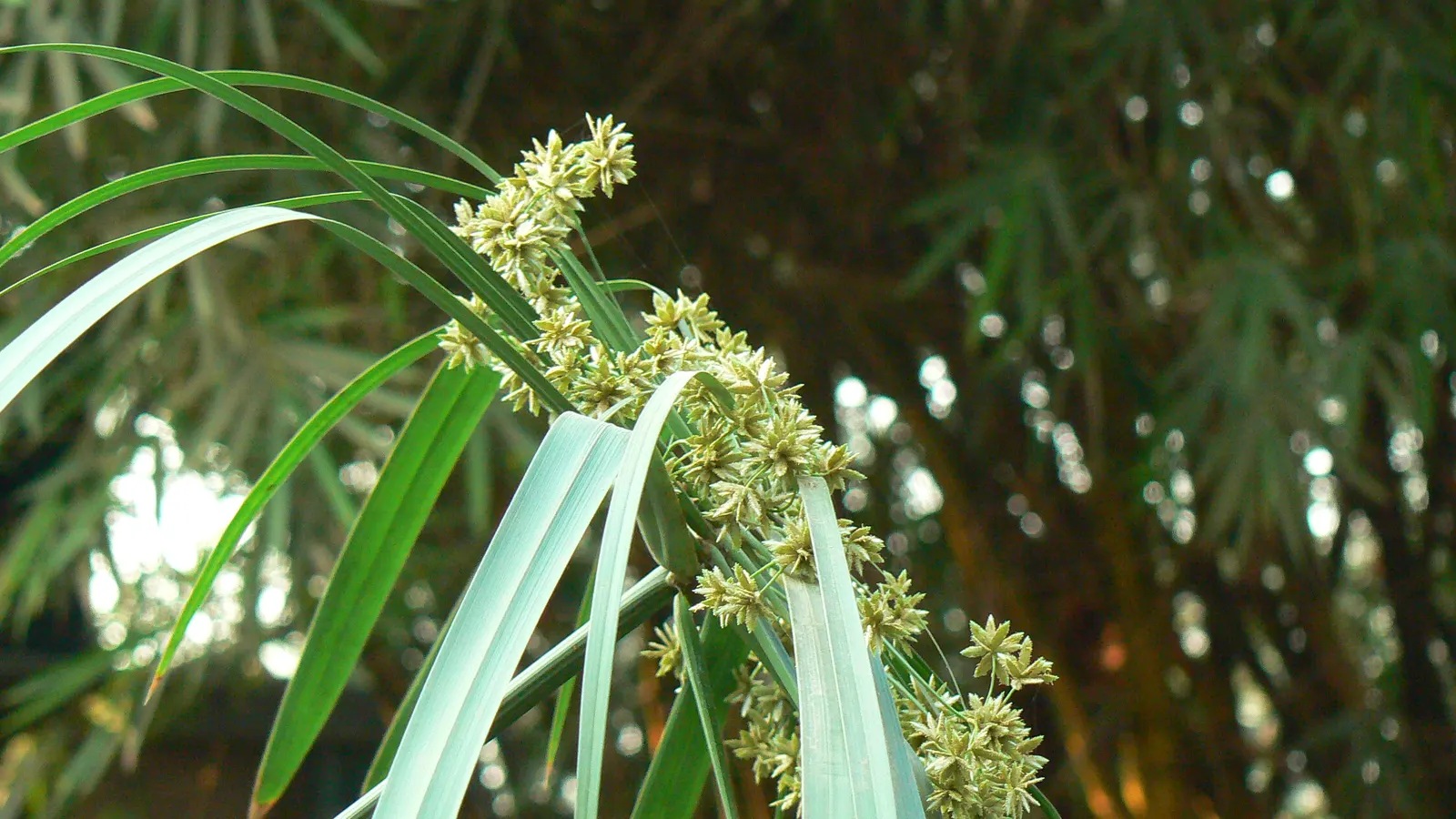 Umbrella Plant, Umbrella Flatsedge (Cyperus Alternifolius) — Ideal for adding vertical interest to water gardens or indoor arrangements; makes it, image 64