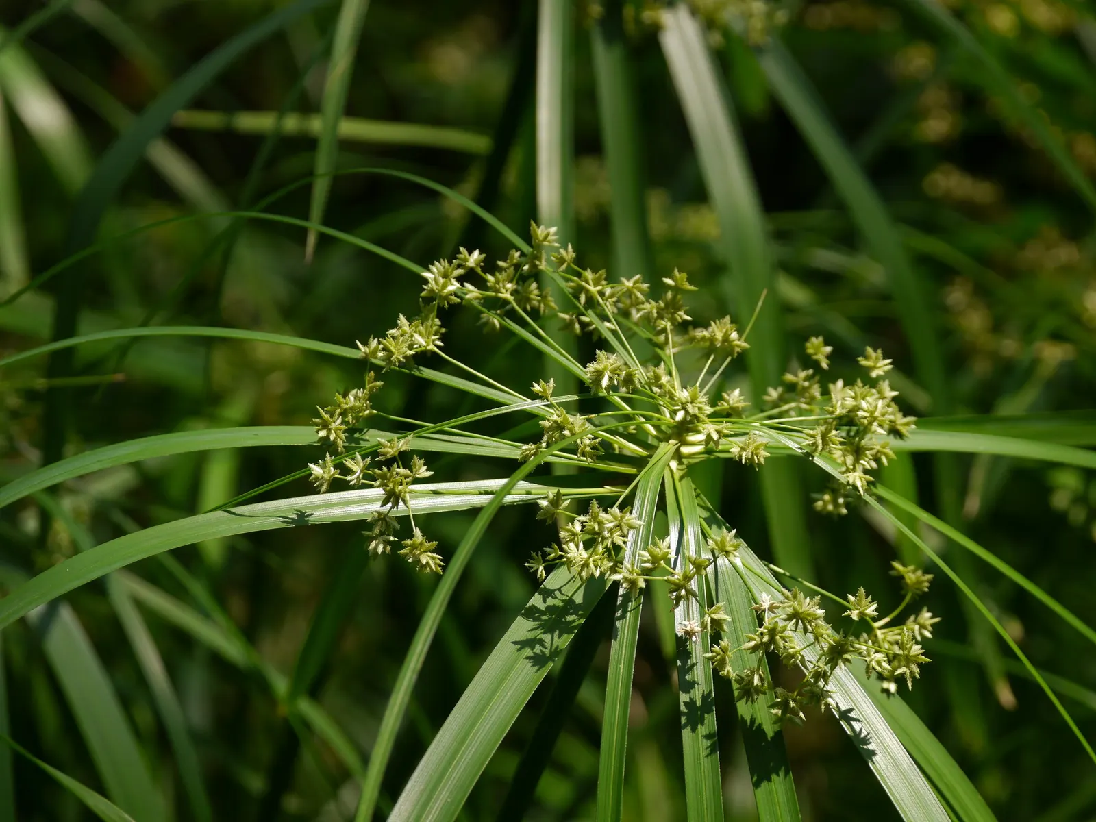 Umbrella Plant, Umbrella Flatsedge (Cyperus Alternifolius) — as it requires consistent moisture; this charismatic plant can reach a height of 2 to, image 139