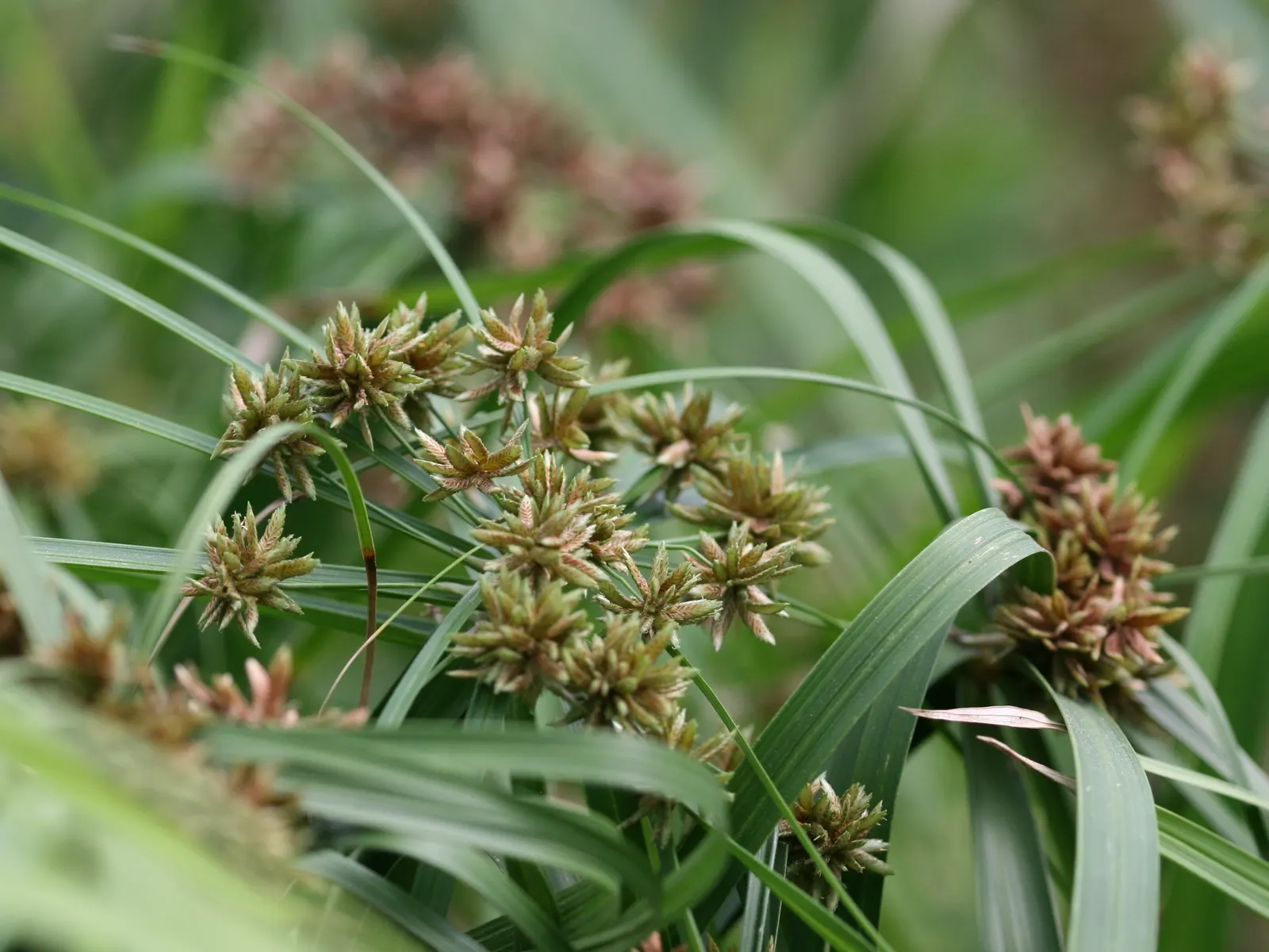 Umbrella Plant, Umbrella Flatsedge (Cyperus Alternifolius) — exotic touch to any landscape design.<br><br>Typically; perennial for deep shade or, image 129