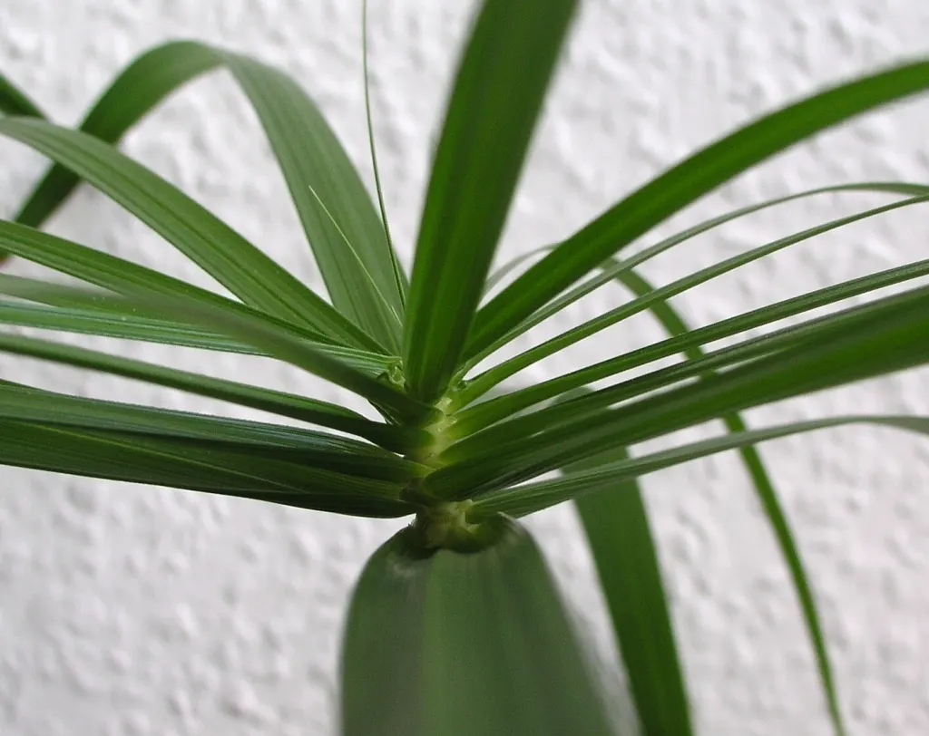 Umbrella Plant, Umbrella Flatsedge (Cyperus Alternifolius) — It prefers full sun to partial shade with a tolerance for a variety of soil types; as, image 136