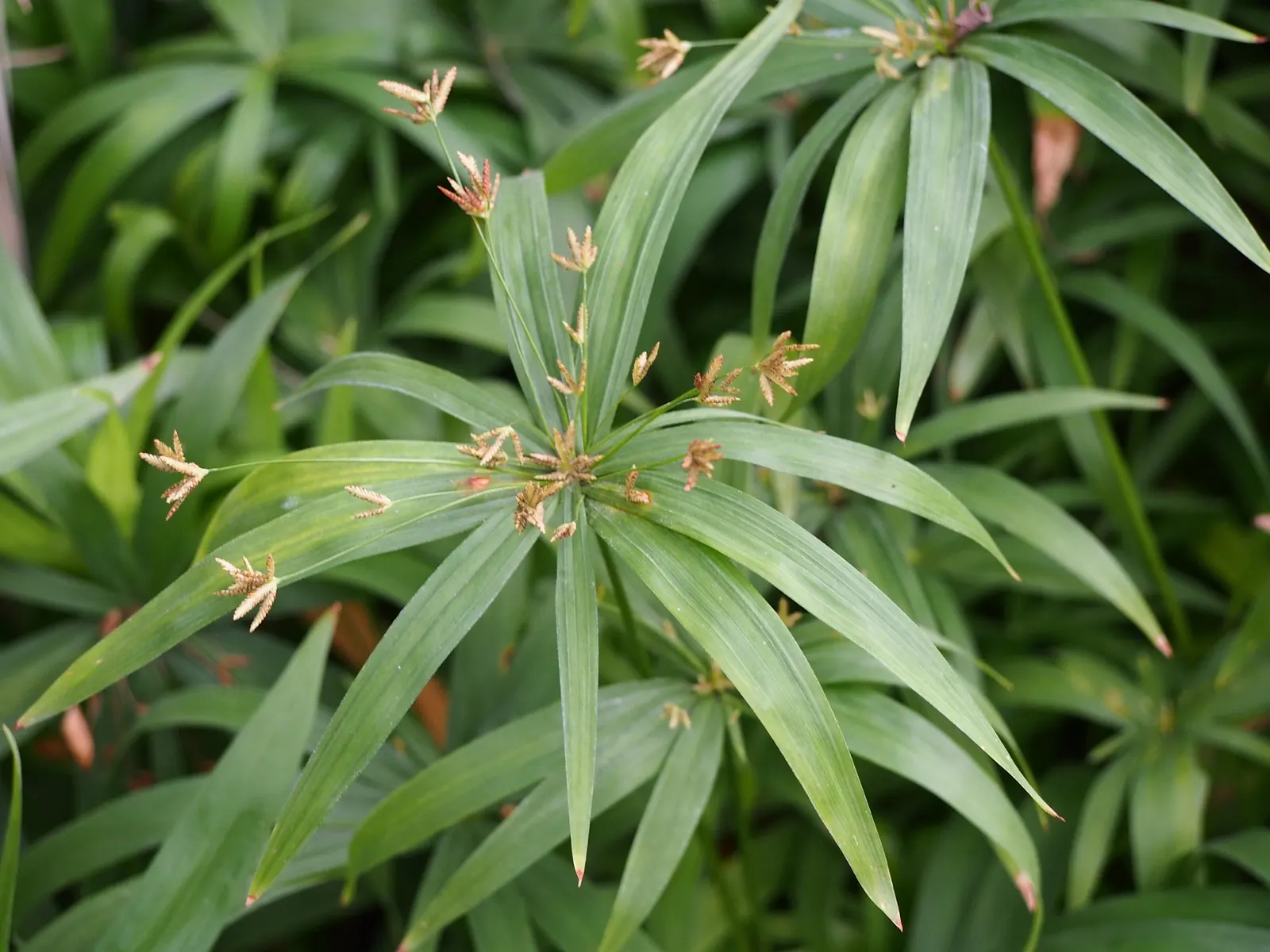 Umbrella Plant, Umbrella Flatsedge (Cyperus Alternifolius) — also known as the Umbrella Papyrus or by its scientific name Cyperus alternifolius; exotic touch
