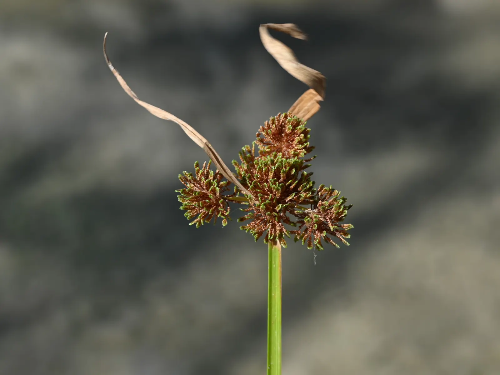 Umbrella Plant, Umbrella Flatsedge (Cyperus Alternifolius) — as it requires consistent moisture; this charismatic plant can reach a height of 2 to 4 feet