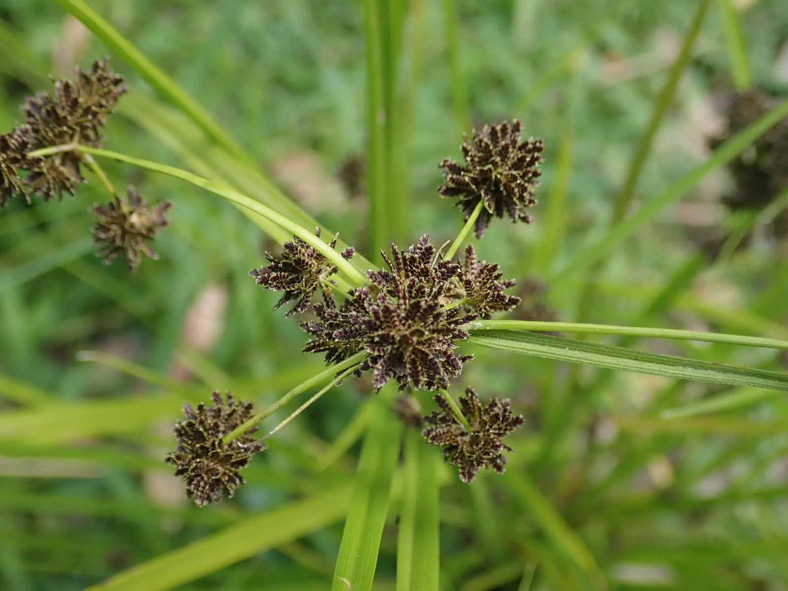 Umbrella Plant, Umbrella Flatsedge (Cyperus Alternifolius) — ensuring adequate moisture and room to grow; commonly known as the Umbrella Plant or Umbrella