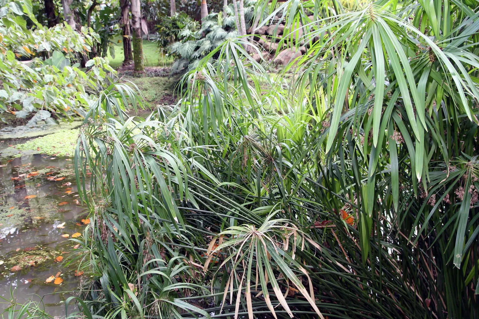 Umbrella Plant, Umbrella Flatsedge (Cyperus Alternifolius) — so thoughtful placement and potential containment measures should be considered