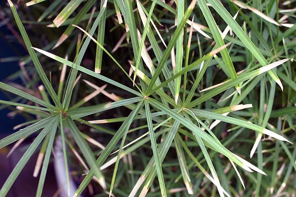 Umbrella Plant, Umbrella Flatsedge (Cyperus Alternifolius) — green flowers in the garden