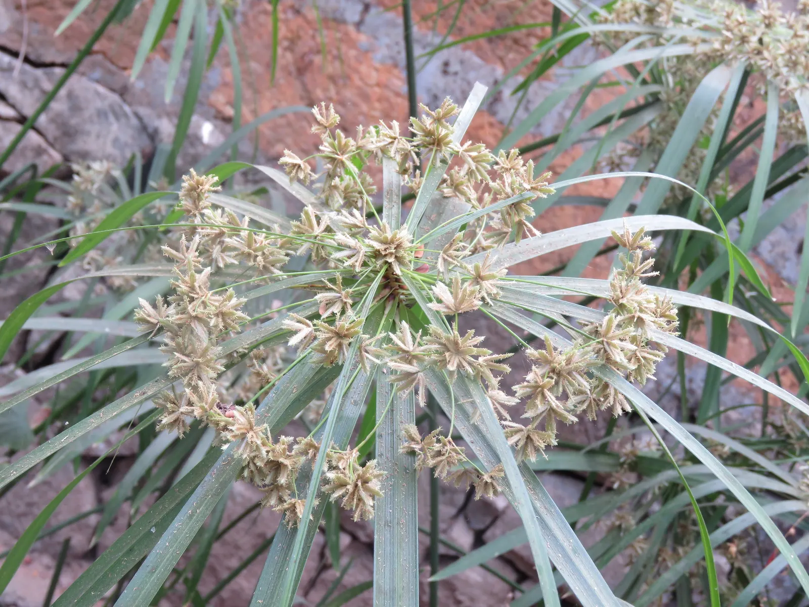 Umbrella Plant, Umbrella Flatsedge (Cyperus Alternifolius) — Ideal for adding vertical interest to water gardens or indoor arrangements; makes it an ideal