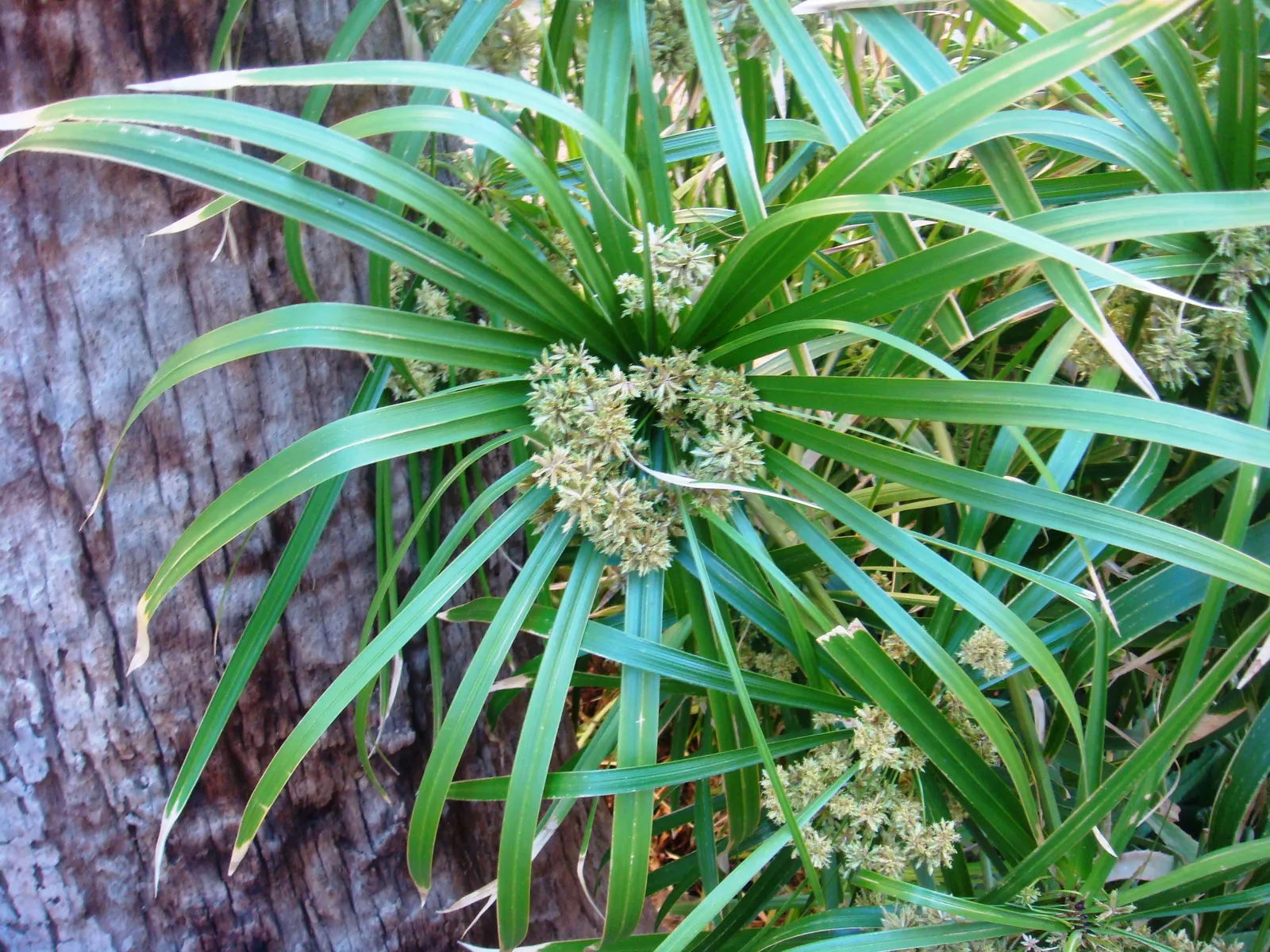 Umbrella Plant, Umbrella Flatsedge (Cyperus Alternifolius) — though it does best in soil that is rich and retains moisture; it can become invasive, image 137