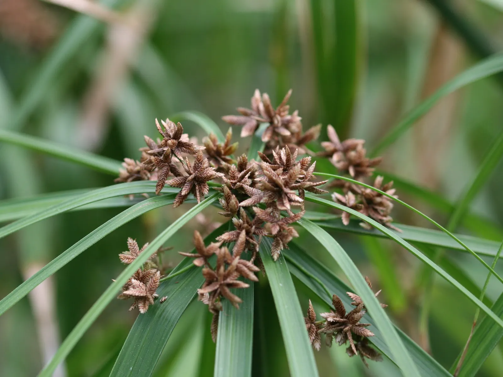 Umbrella Plant, Umbrella Flatsedge (Cyperus Alternifolius) — is a tropical plant renowned for its distinctive radiating leaves that resemble the, image 127