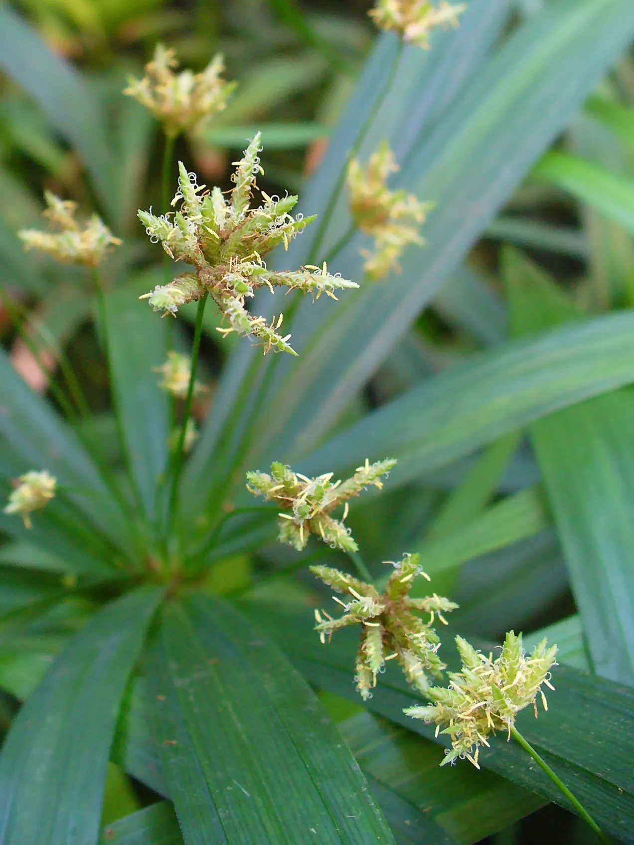 Umbrella Plant, Umbrella Flatsedge (Cyperus Alternifolius) — erect stems of the Umbrella Plant are topped with a cluster of linear leaves; it's, image 72