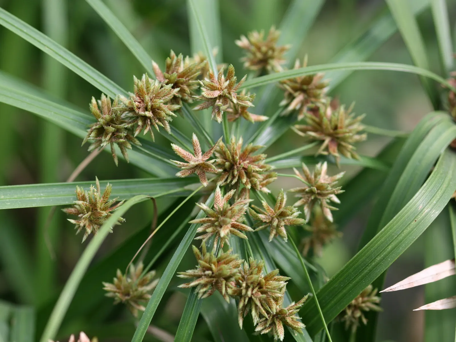 Umbrella Plant, Umbrella Flatsedge (Cyperus Alternifolius) — this charismatic plant can reach a height of 2 to 4 feet; is a tropical plant renowned, image 130