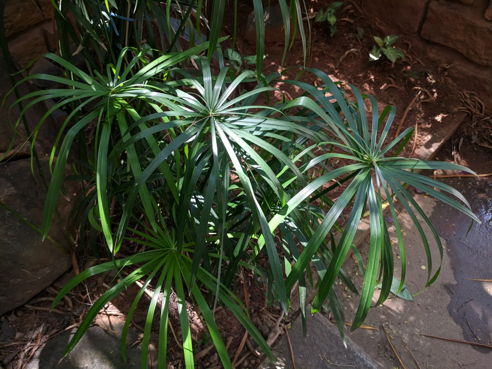 Umbrella Plant, Umbrella Flatsedge (Cyperus Alternifolius) — can be utilized as an accent or centerpiece due to its unique form.<br><br>For the, image 140