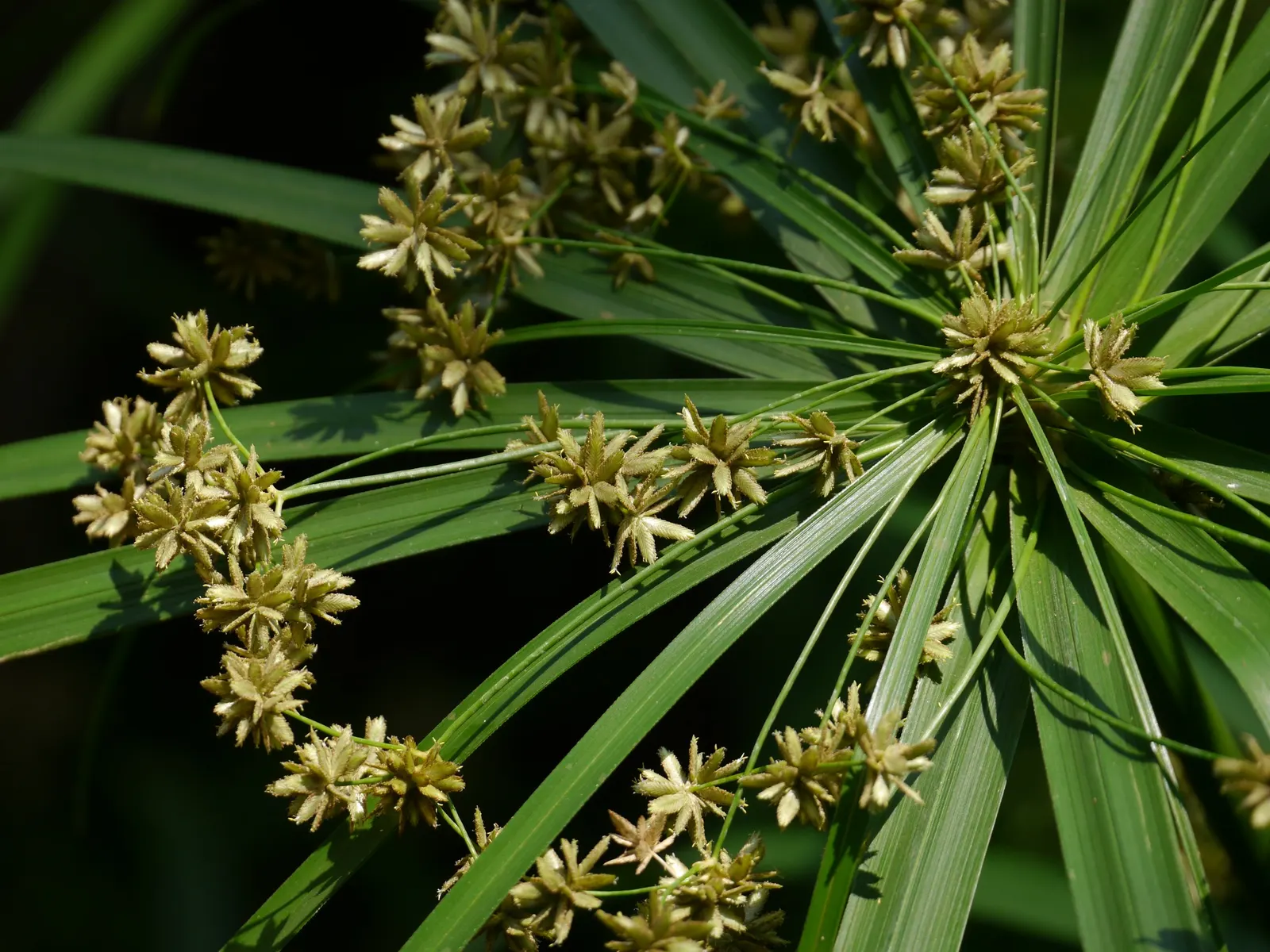 Umbrella Plant, Umbrella Flatsedge (Cyperus Alternifolius) — This low-maintenance plant thrives in full sun to partial shade and prefers, image 123