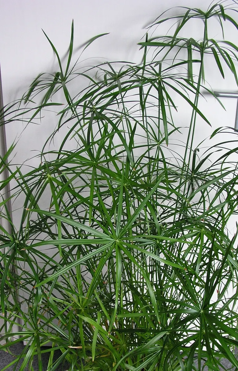 Umbrella Plant, Umbrella Flatsedge (Cyperus Alternifolius) — Ideal for adding vertical interest to water gardens or indoor arrangements; makes it, image 124