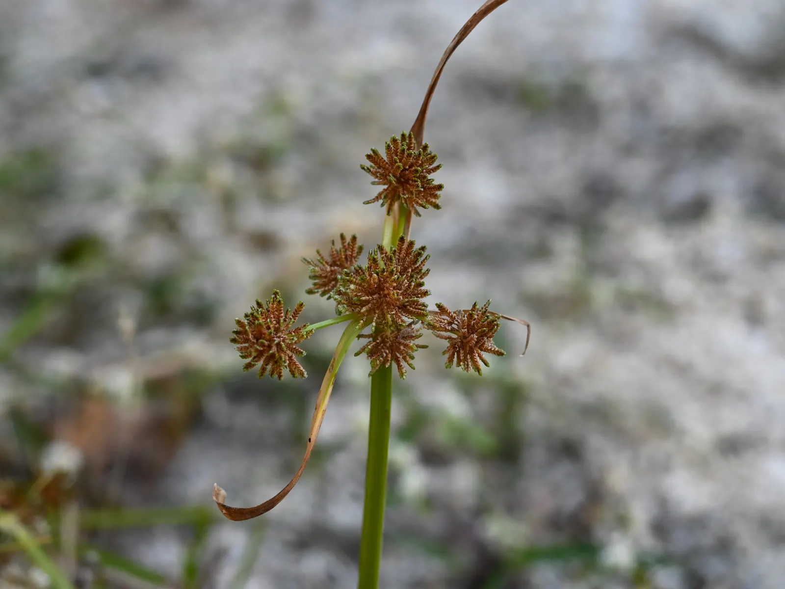 Umbrella Plant, Umbrella Flatsedge (Cyperus Alternifolius) — The Umbrella Plant is often planted near water features; this low-maintenance plant thrives in