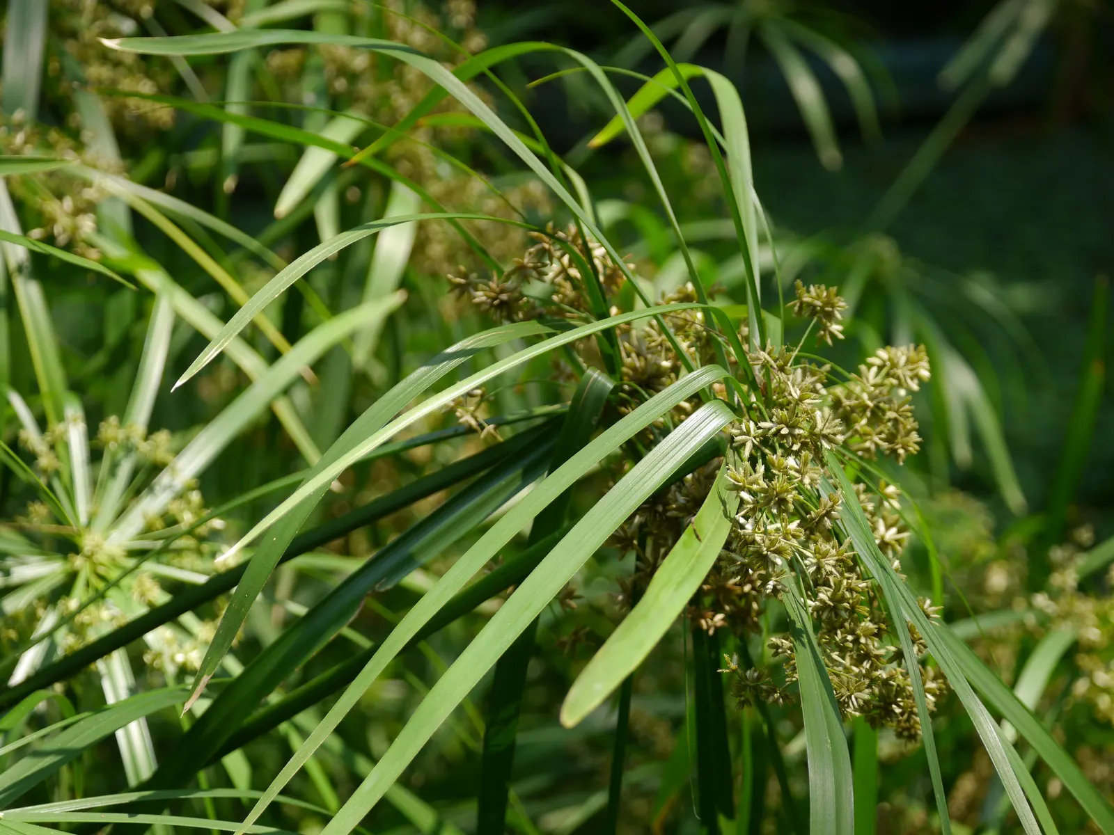 Umbrella Plant, Umbrella Flatsedge (Cyperus Alternifolius) — It features radiating leaves that form an umbrella-like shape atop sturdy, green stems, image 122