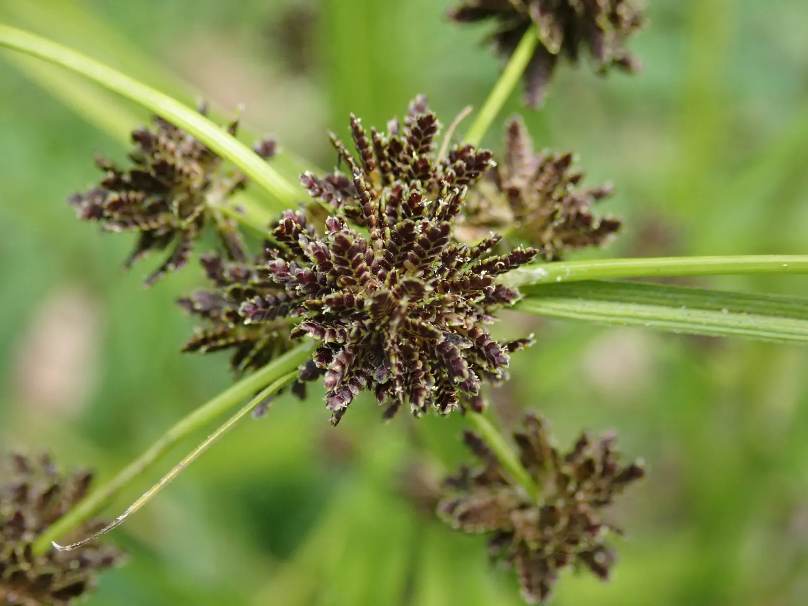 Umbrella Plant, Umbrella Flatsedge (Cyperus Alternifolius) — makes it an ideal choice for anyone seeking a tropical flair in their landscape; ensuring adequate