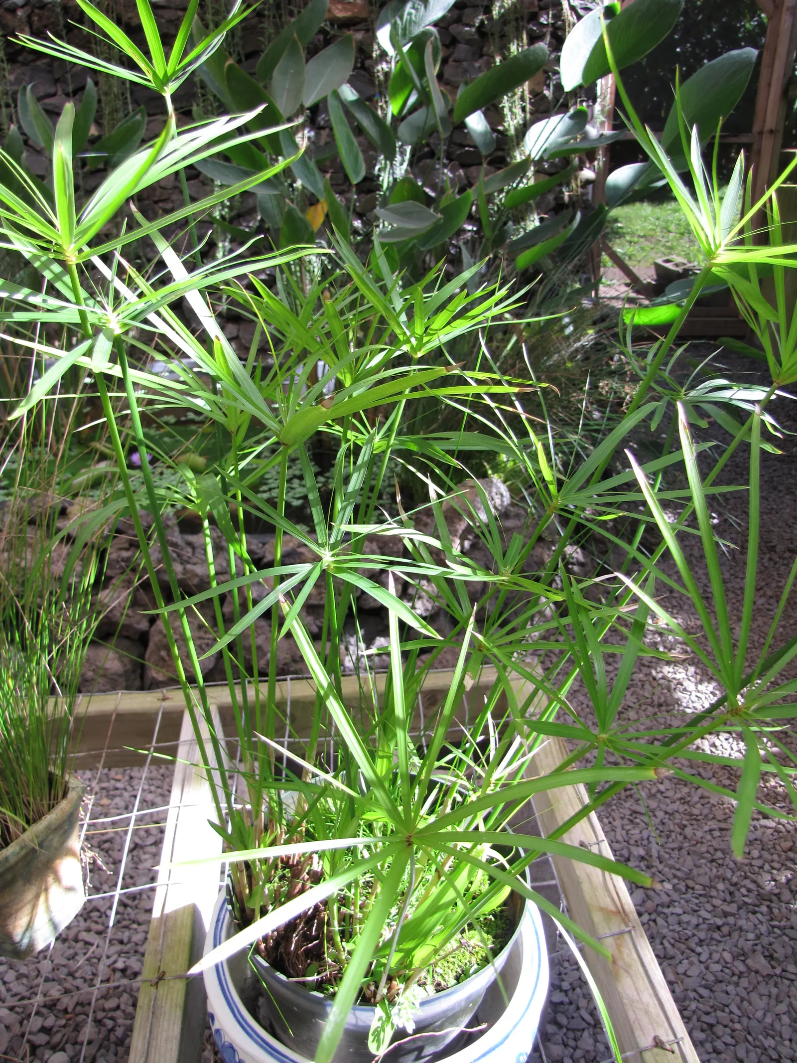 Umbrella Plant, Umbrella Flatsedge (Cyperus Alternifolius) — so thoughtful placement and potential containment measures should be considered; also, image 117